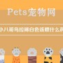 小八哥鸟拉稀白色该喂什么药