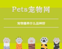 宠物猫养什么品种好