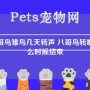 八哥鸟雏鸟几天转声 八哥鸟转喉什么时候结束