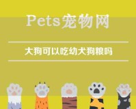 大狗可以吃幼犬狗粮吗（大狗可以吃幼犬狗粮吗视频）