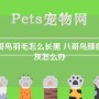 八哥鸟羽毛怎么长黑 八哥鸟颜色变灰怎么办