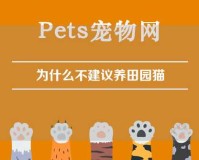 为什么不建议养田园猫