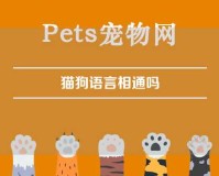 猫狗语言相通吗（猫和狗一起养的风水作用）