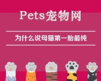 为什么说母猫第一胎最纯