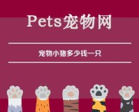 宠物小猪多少钱一只