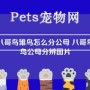 小八哥鸟雏鸟怎么分公母 八哥鸟雏鸟公母分辨图片