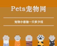 宠物小香猪一只多少钱