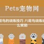 八哥鸟的训练技巧 八哥鸟训练给什么奖励