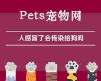 人感冒了会传染给狗吗（人感冒了会传染给狗吗 还没打疫苗）