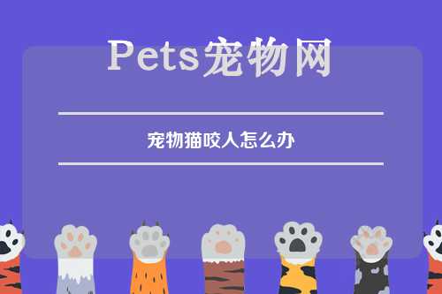 宠物猫咬人怎么办