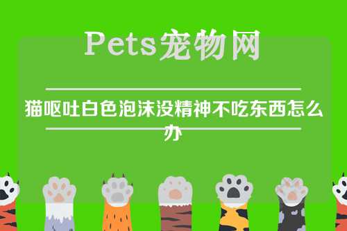 猫呕吐白色泡沫没精神不吃东西怎么办