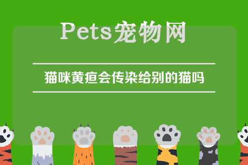 猫咪黄疸会传染给别的猫吗