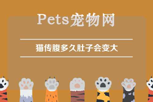 猫传腹多久肚子会变大