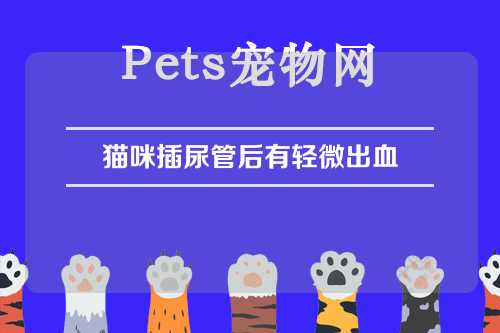 猫咪插尿管后有轻微出血