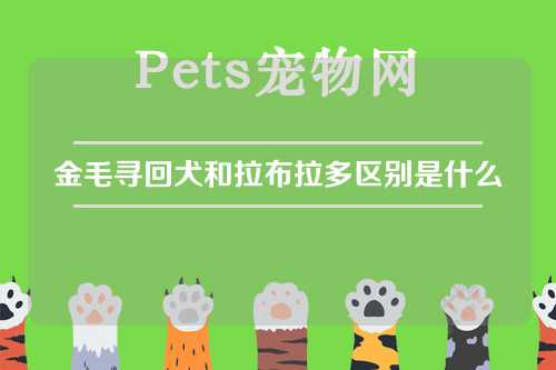 金毛寻回犬和拉布拉多区别是什么