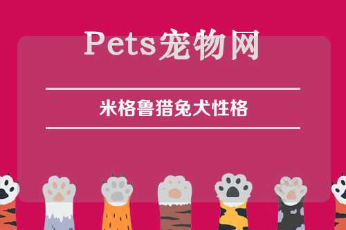 米格鲁猎兔犬性格