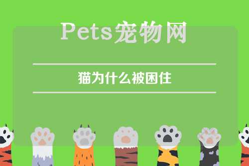 猫为什么被困住