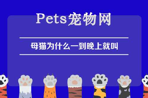 母猫为什么一到晚上就叫