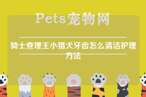 骑士查理王小猎犬牙齿怎么清洁护理方法