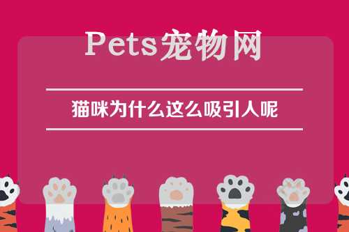 猫咪为什么这么吸引人呢