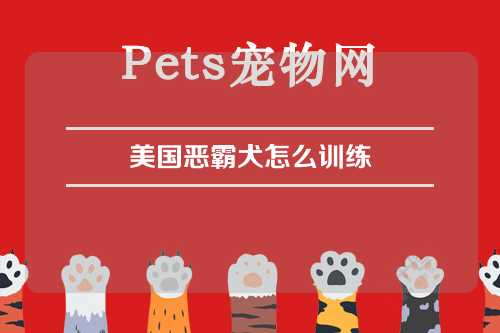 美国恶霸犬怎么训练