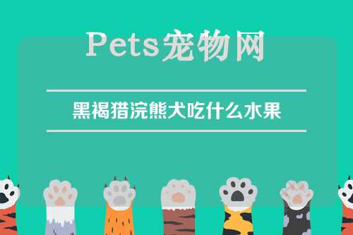 黑褐猎浣熊犬吃什么水果