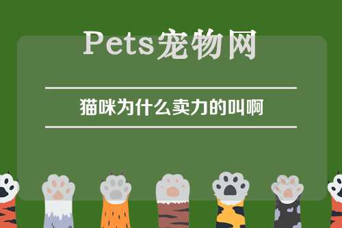 猫咪为什么卖力的叫啊