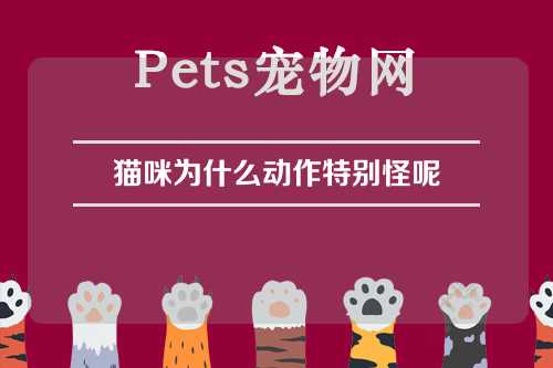 猫咪为什么动作特别怪呢