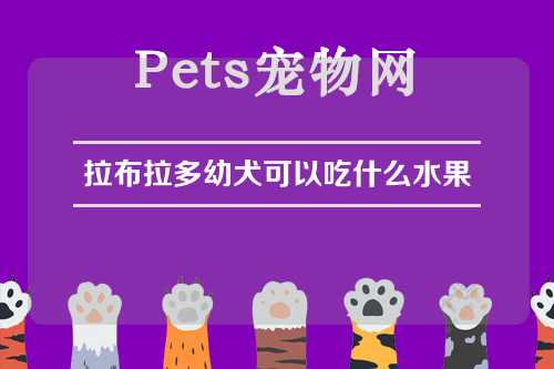 拉布拉多幼犬可以吃什么水果