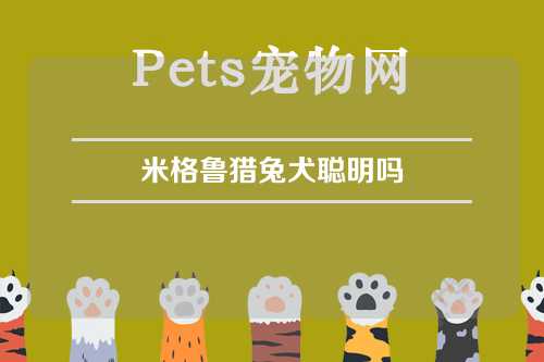 米格鲁猎兔犬聪明吗