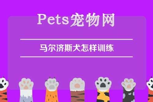 马尔济斯犬怎样训练