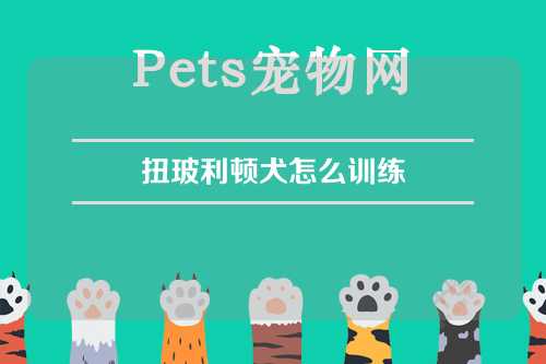 扭玻利顿犬怎么训练