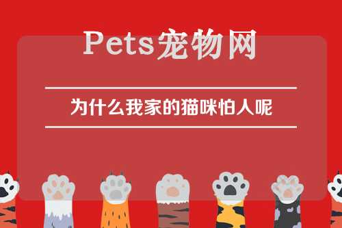 为什么我家的猫咪怕人呢