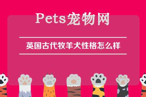 英国古代牧羊犬性格怎么样