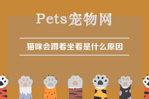 猫咪会蹲着坐着是什么原因