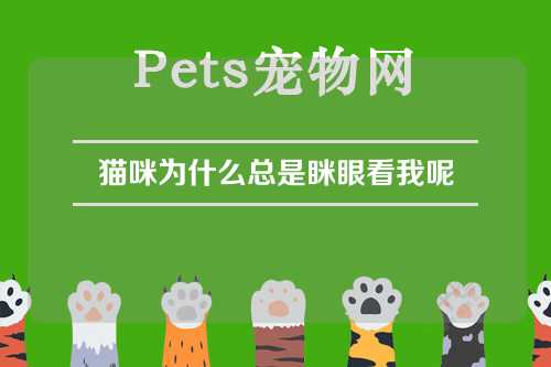 猫咪为什么总是眯眼看我呢