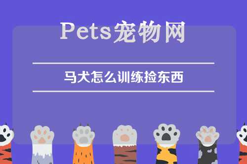 马犬怎么训练捡东西