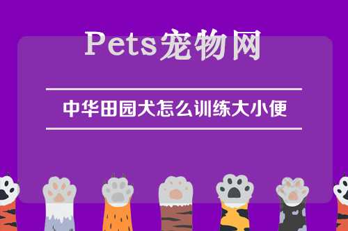 中华田园犬怎么训练大小便