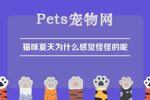 猫咪夏天为什么感觉怪怪的呢