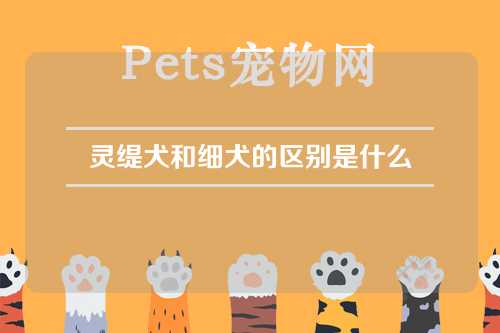 灵缇犬和细犬的区别是什么