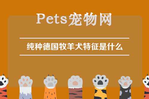 纯种德国牧羊犬特征是什么