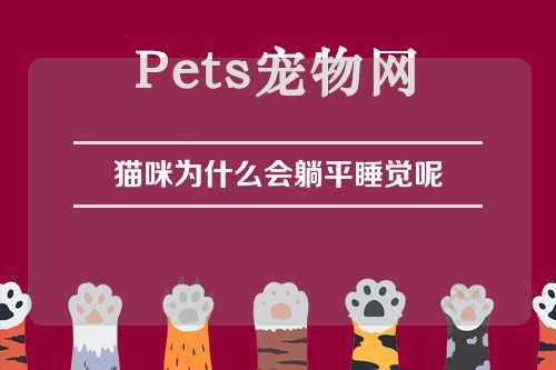 猫咪为什么会躺平睡觉呢