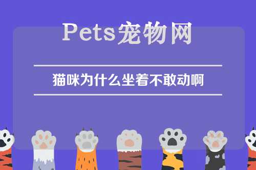 猫咪为什么坐着不敢动啊