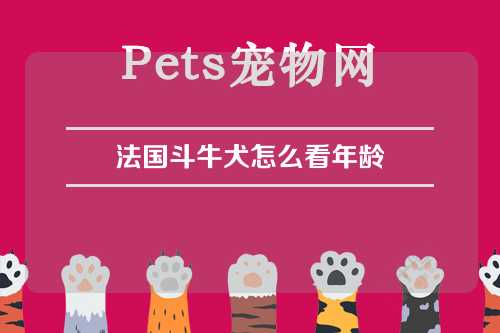 法国斗牛犬怎么看年龄