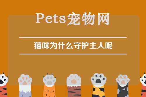 猫咪为什么守护主人呢